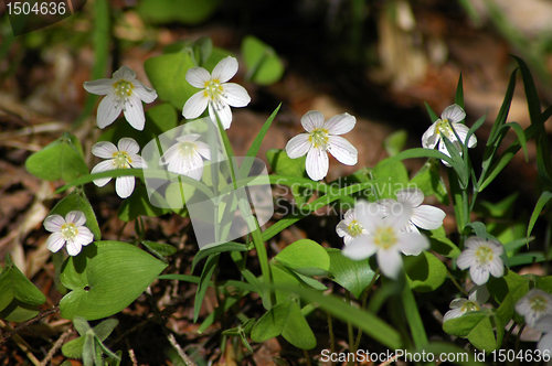 Image of Anemone nemorosa