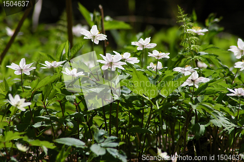 Image of Anemone nemorosa