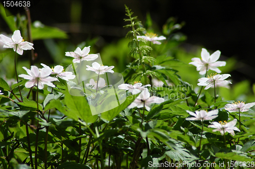 Image of Anemone nemorosa