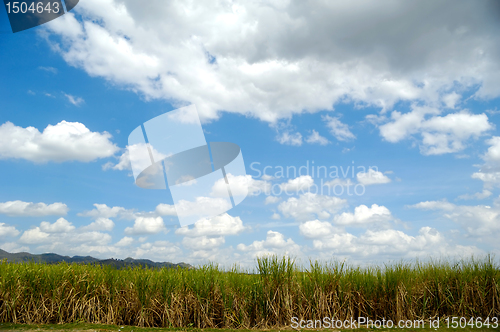 Image of Sugarcane field from the Dominican Republic