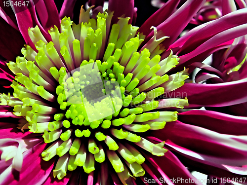 Image of chrysanthemum