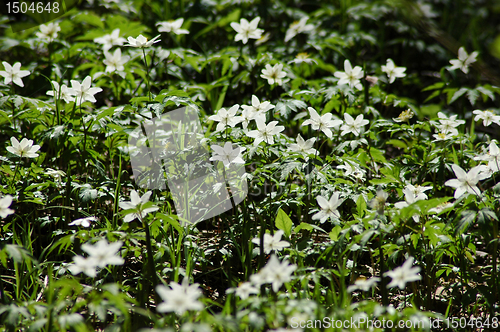 Image of Anemone nemorosa