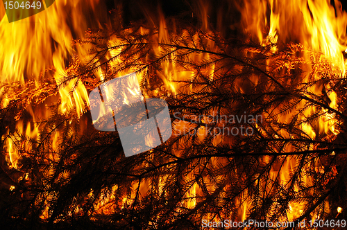 Image of Fire, burning tree