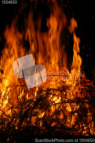 Image of Fire, burning tree
