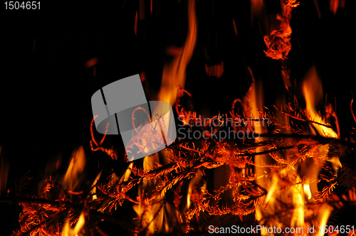 Image of Fire, burning tree