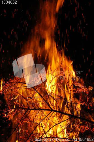 Image of Fire, burning tree