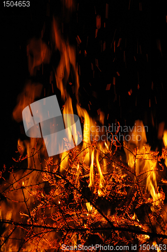 Image of Fire, burning tree