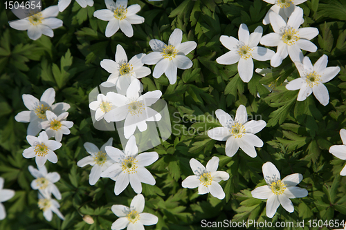 Image of Anemone nemorosa