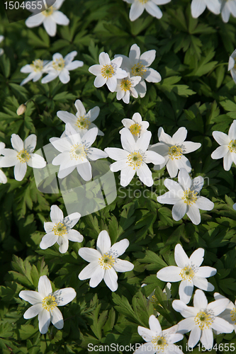 Image of Anemone nemorosa