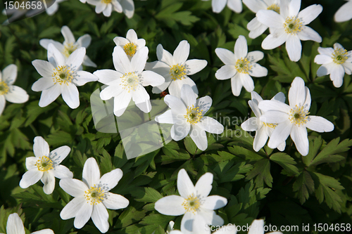 Image of Anemone nemorosa