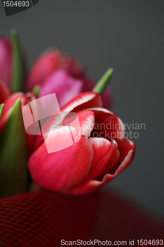 Image of bouquet  of tulips 