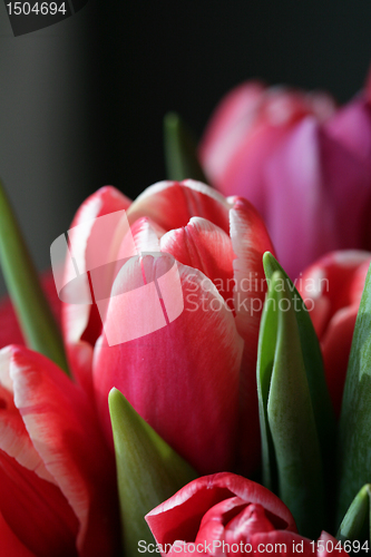 Image of bouquet  of tulips 