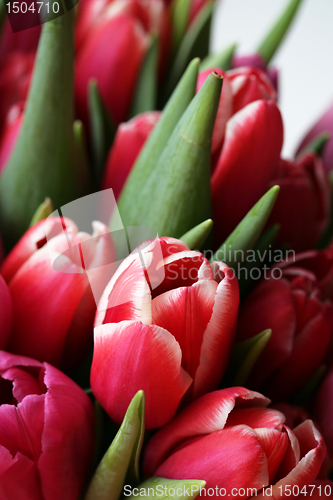 Image of bouquet  of tulips 