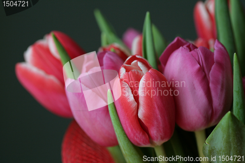 Image of bouquet  of tulips 