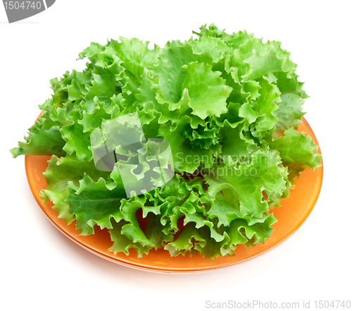 Image of Fresh green salad