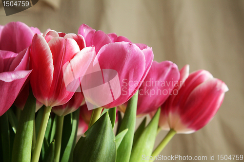 Image of bouquet  of tulips 