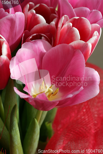 Image of bouquet  of tulips 