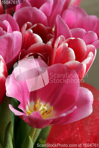 Image of bouquet  of tulips 