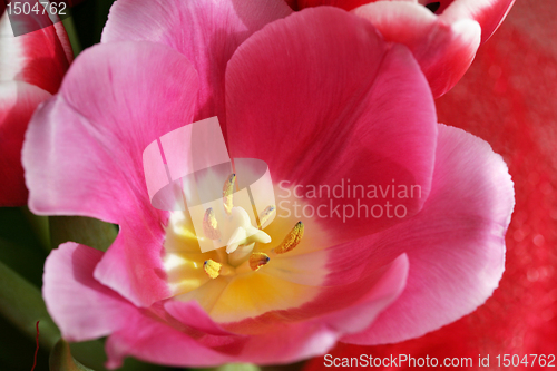 Image of bouquet  of tulips 