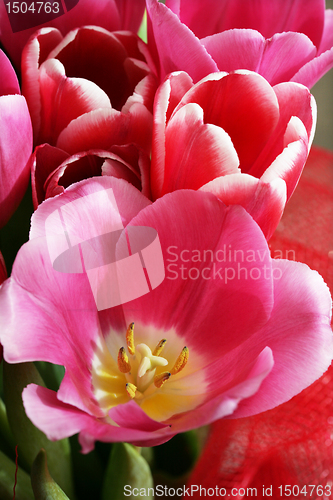 Image of bouquet  of tulips 