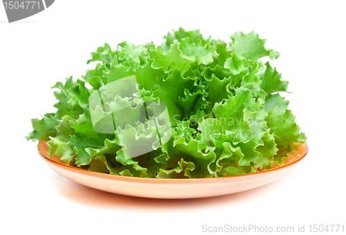 Image of Fresh green salad