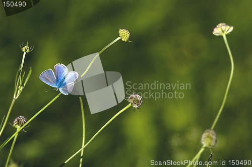 Image of butterfly