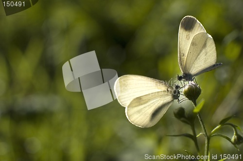 Image of butterflys