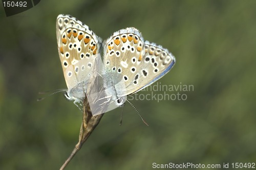 Image of butterfly