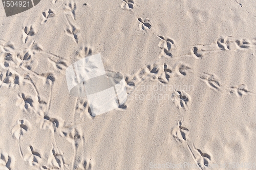 Image of convoluted bird footprint traces