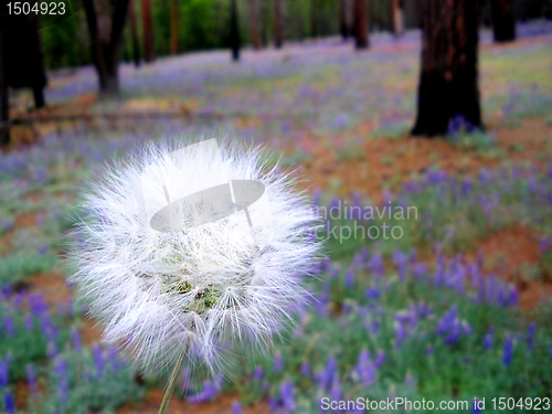 Image of Dandelion