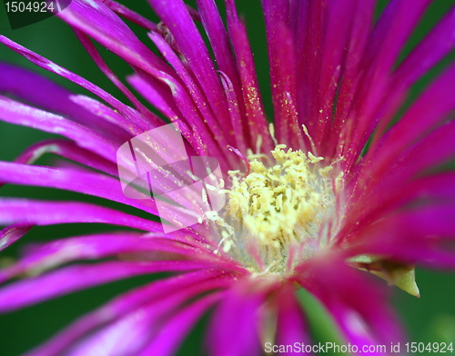 Image of lampranthus