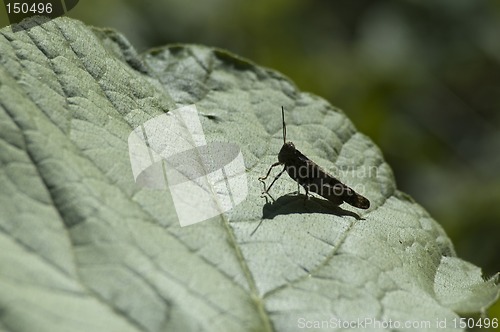 Image of grasshoper