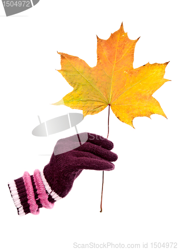 Image of gloved hand holding autumnal maple leaf.