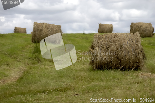 Image of Hay rolls