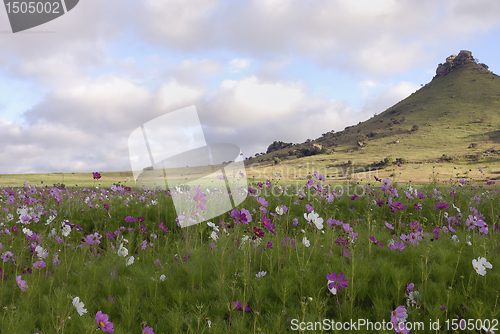 Image of Cosmos field