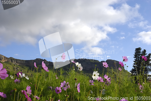 Image of Cosmos field