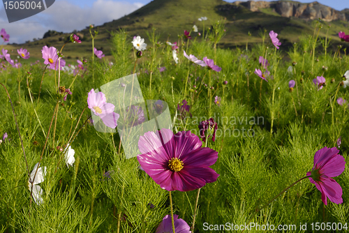 Image of Cosmos field