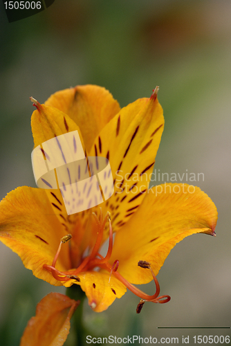 Image of Inka lily