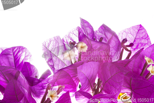 Image of Pink Bougainvillea on white background 