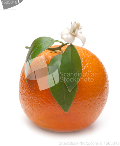 Image of oranges with leafs and blossom in a white background 