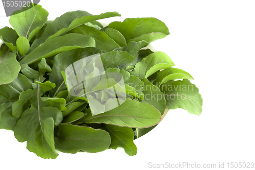 Image of Salad Rocket leaves -  Rucola