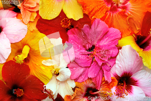 Image of Hibiscus flowers 