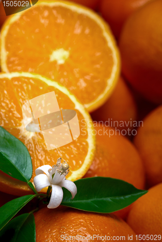 Image of oranges with leafs and blossom in a white background 