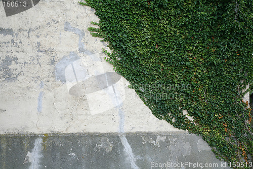 Image of Grunge wall with Ivy