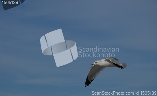 Image of Seagull