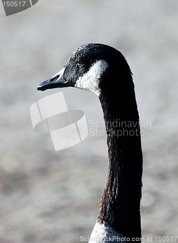 Image of Goose