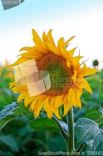 Image of sunflowers