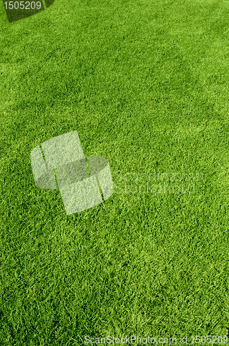 Image of green grass texture
