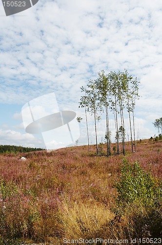 Image of Meadow