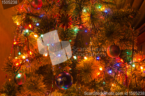 Image of Christmas fur-tree